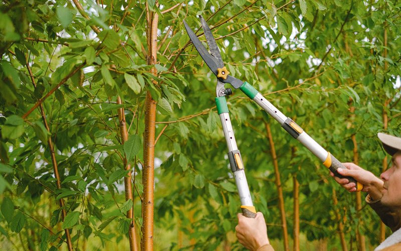 Tree trimming in Pennsboro, WV
